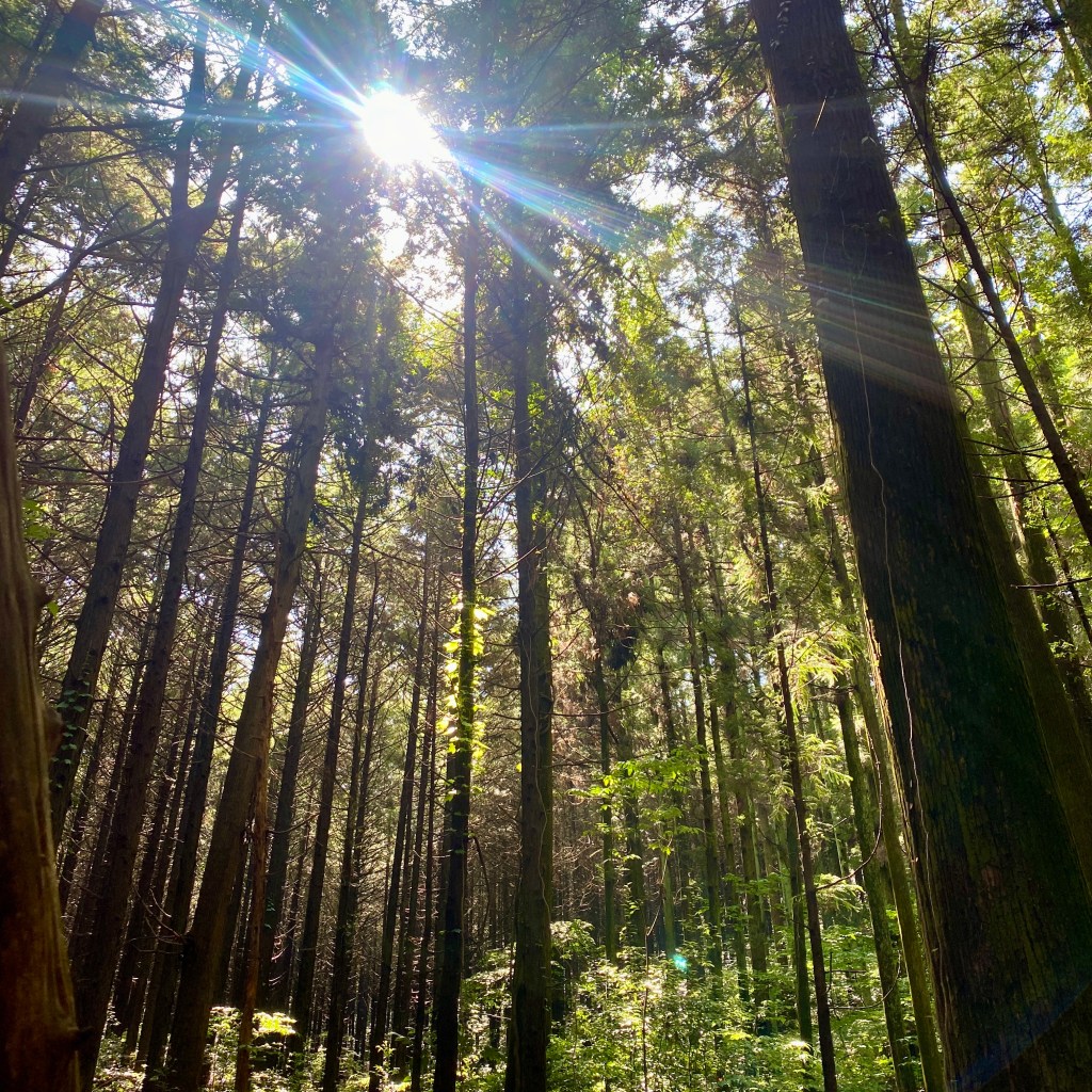 Komorebi…have you experienced&nbsp;it?