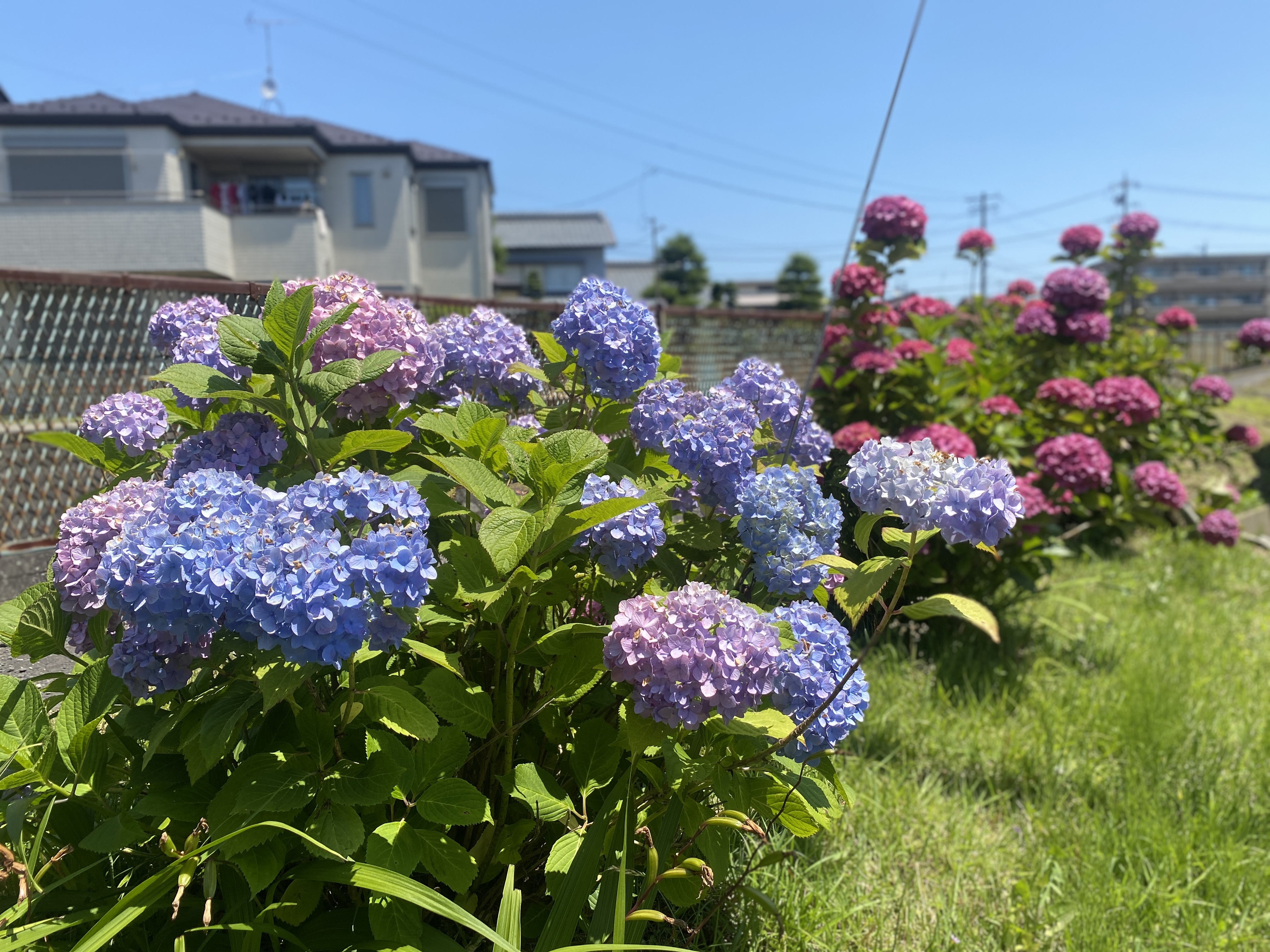 Japanese Hydrangeas: Symbolism, Seasonal Bloom, and Color Varieties ...