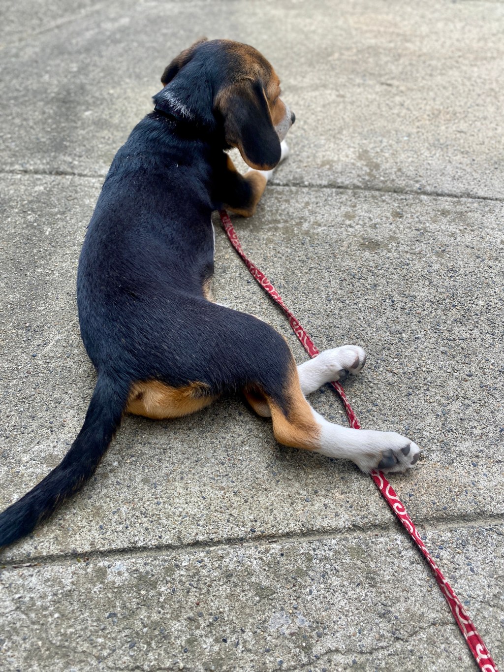 Surviving Japan’s Rainy Season: Battling Mosquito Menace and Humid&nbsp;Weather