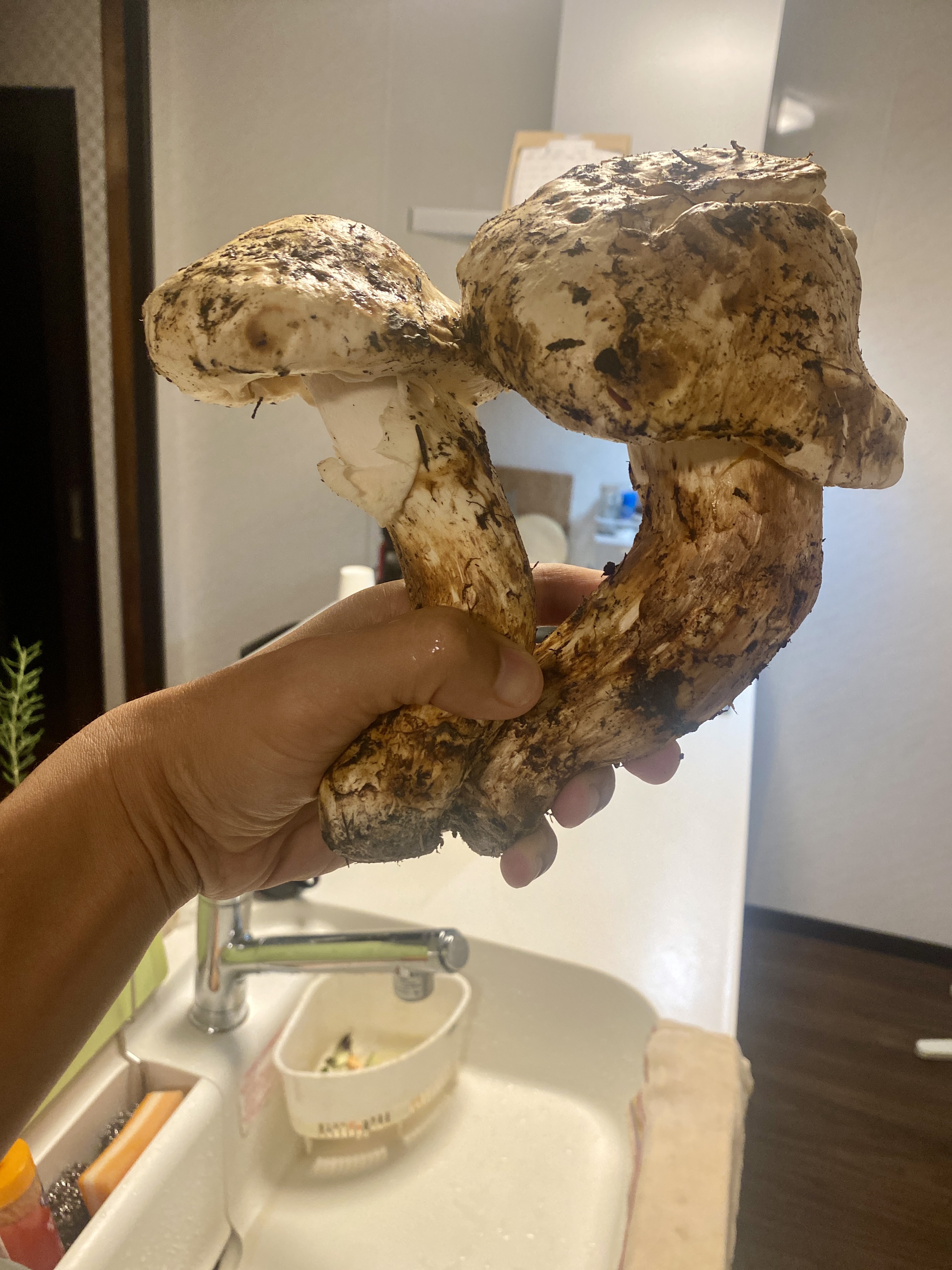 Ever heard of Matsutake?