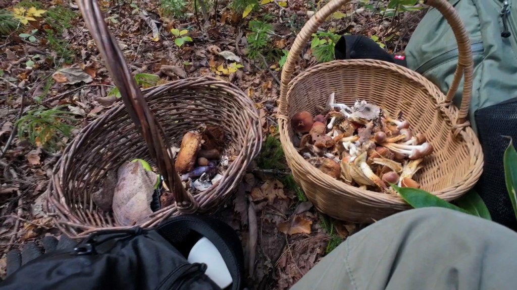 Mushroom Hunting Adventures in&nbsp;Gifu