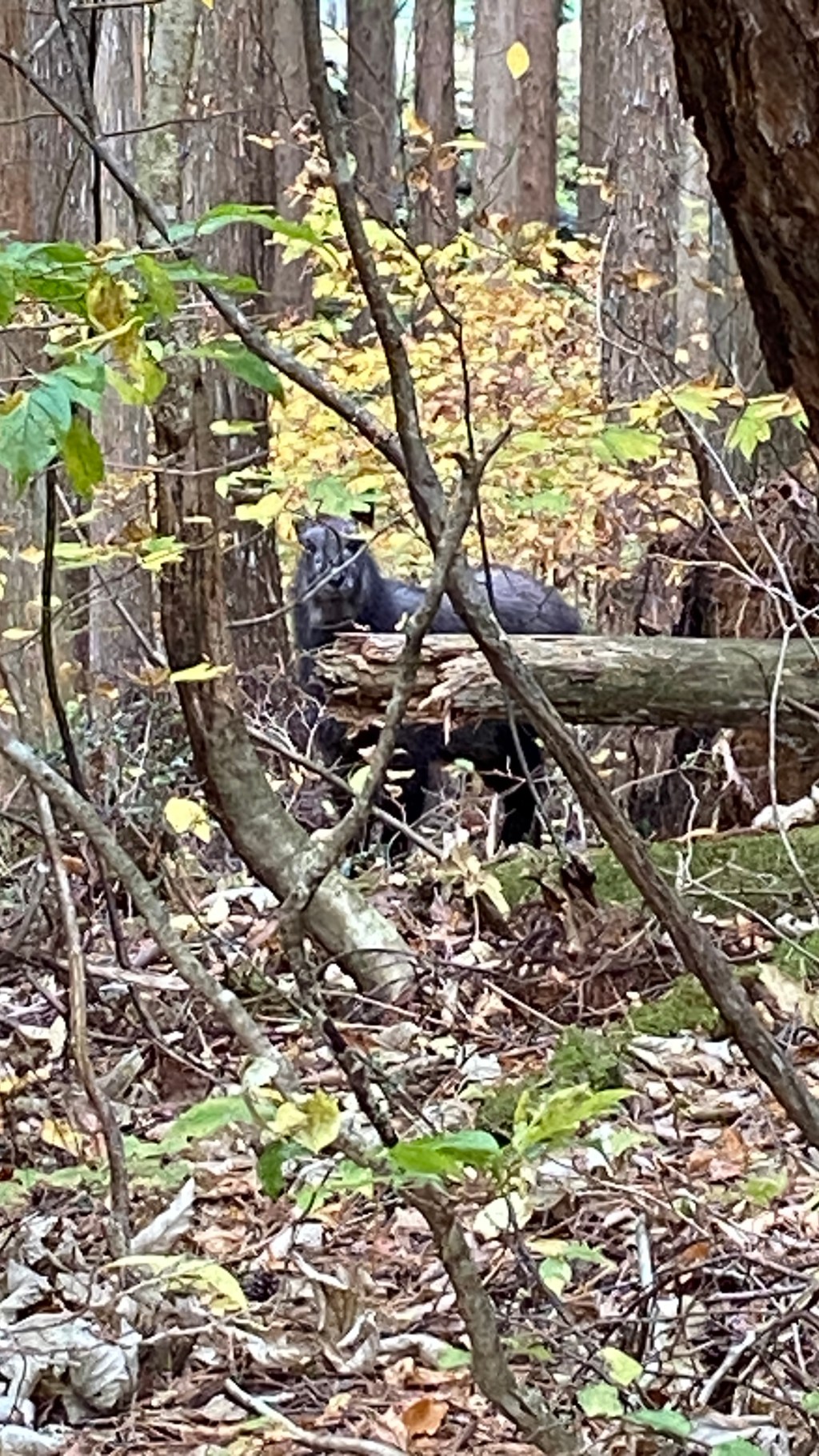 Wildlife in Gifu&nbsp;Prefecture
