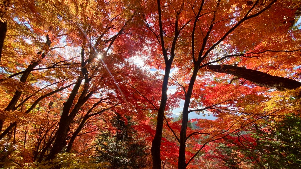 Fall Colors in Takayama: Captivating Maple&nbsp;Views