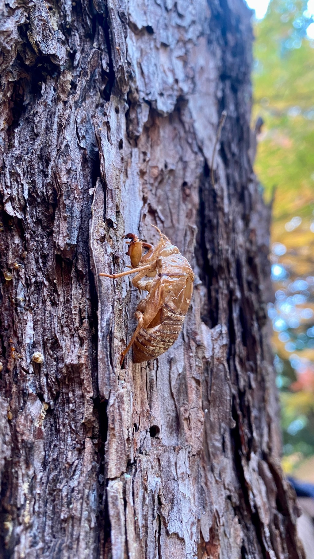 Cicada shells fully intact: How is that even&nbsp;possible?