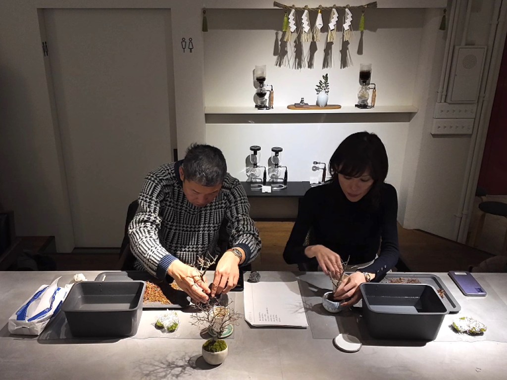 Simple Bonsai Care Tips for&nbsp;Beginners