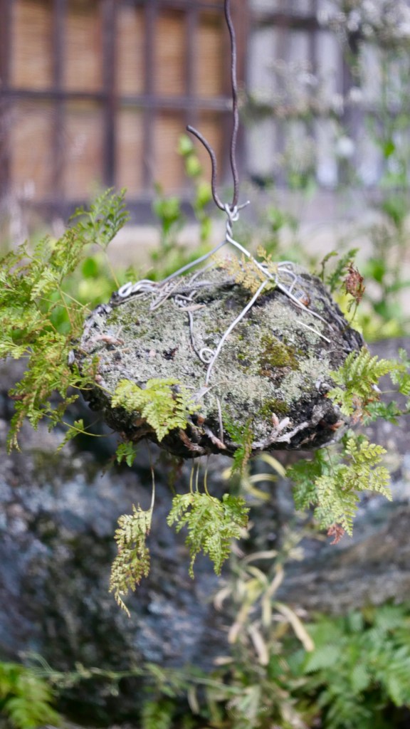 Another Kokedama Display