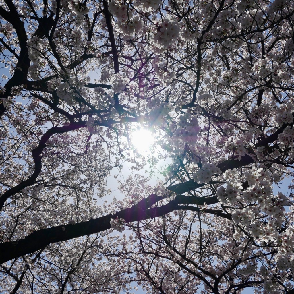 Early Cherry Blossoms in&nbsp;2025