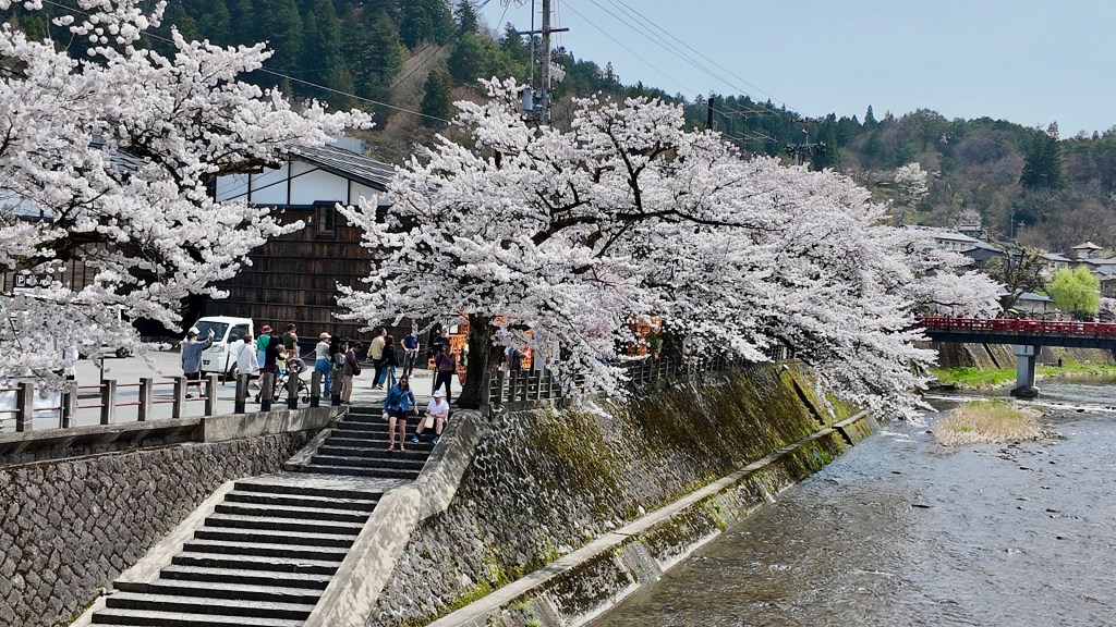 Takayama’s Sakura: A Blissful Spring