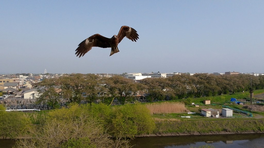 A Black Kite not a&nbsp;Falcon