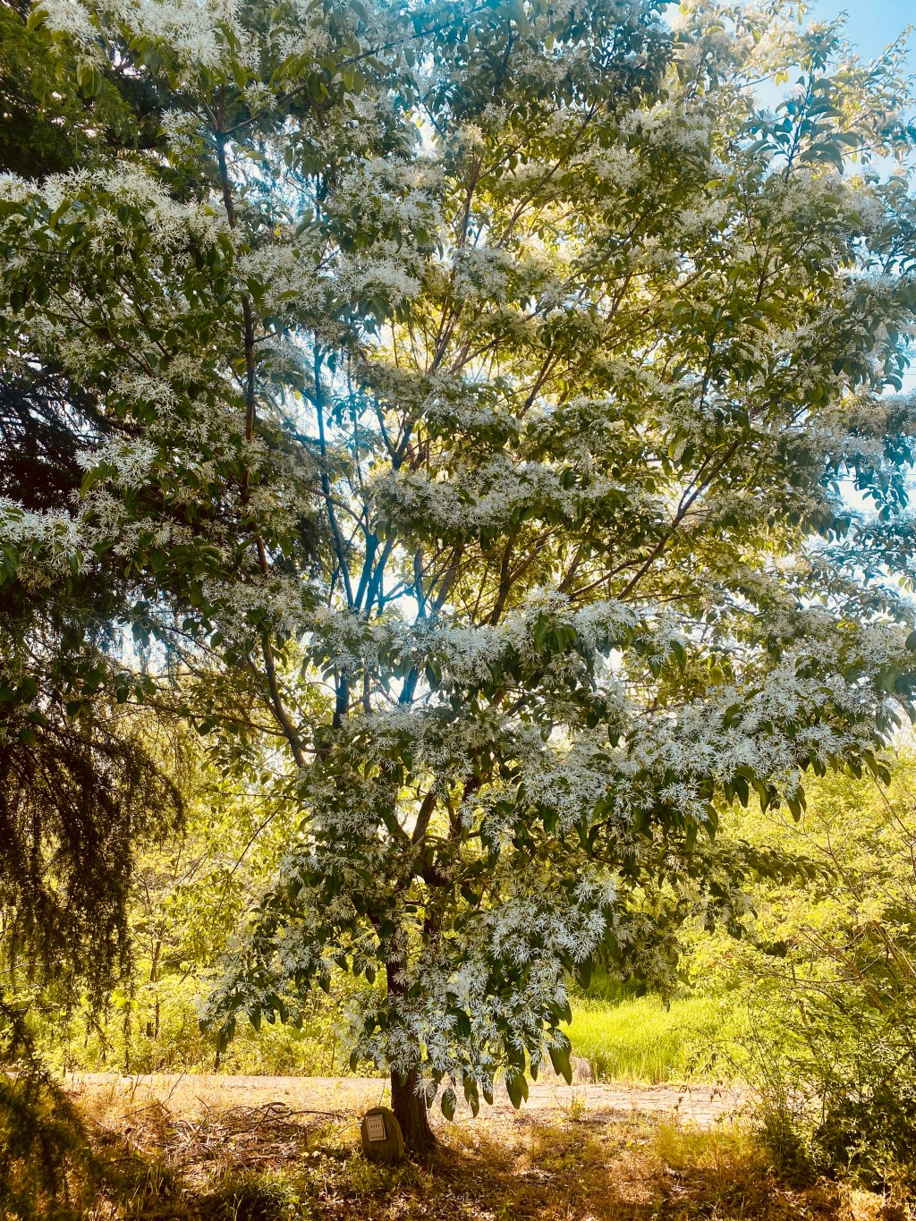 The Beauty of the Chinese Fringe Tree in Japan