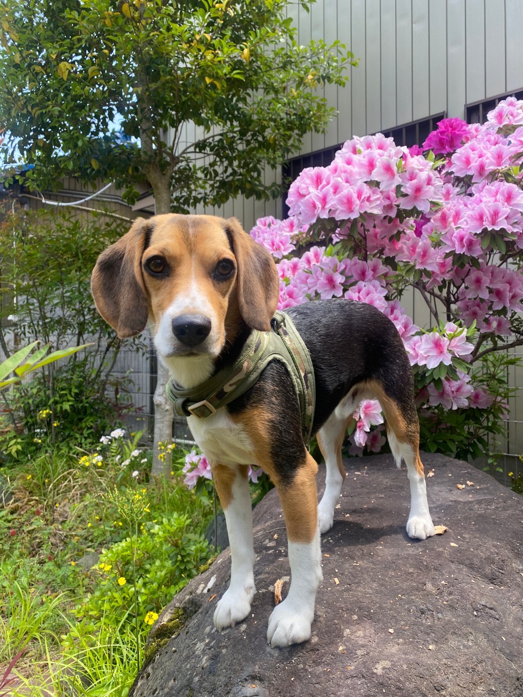 Mistake to Marvel: My Accidental Journey into Karikomi&nbsp;Pruning