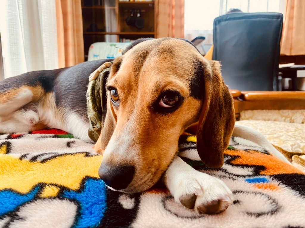 Japan Has More Pets Than Children&nbsp;🐶🇯🇵