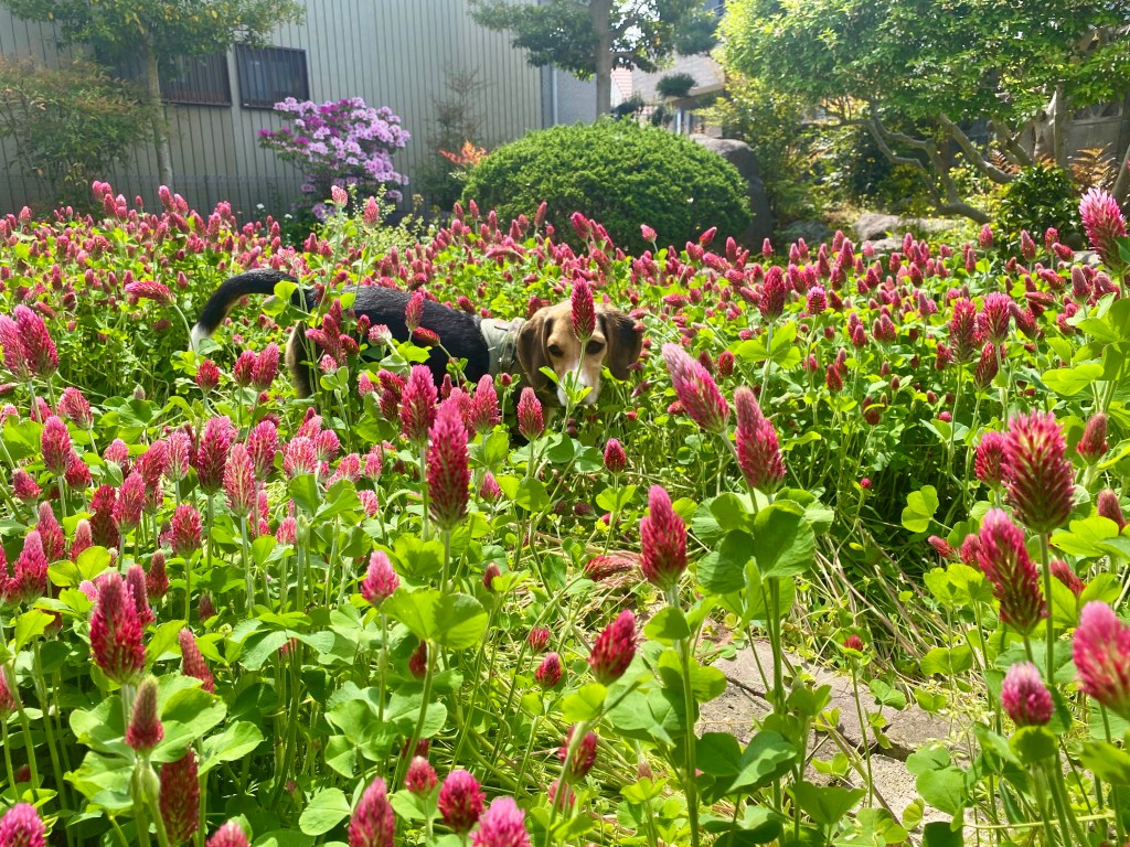 Seasons, Shoji, and Mosquito Coils: Daily Life in a Traditional Japanese&nbsp;Home