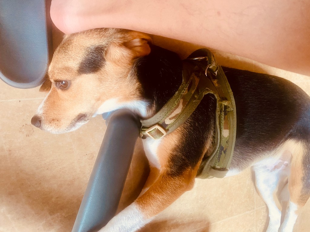 Exploring Mount Ibuki: A Summer Adventure with Chappie