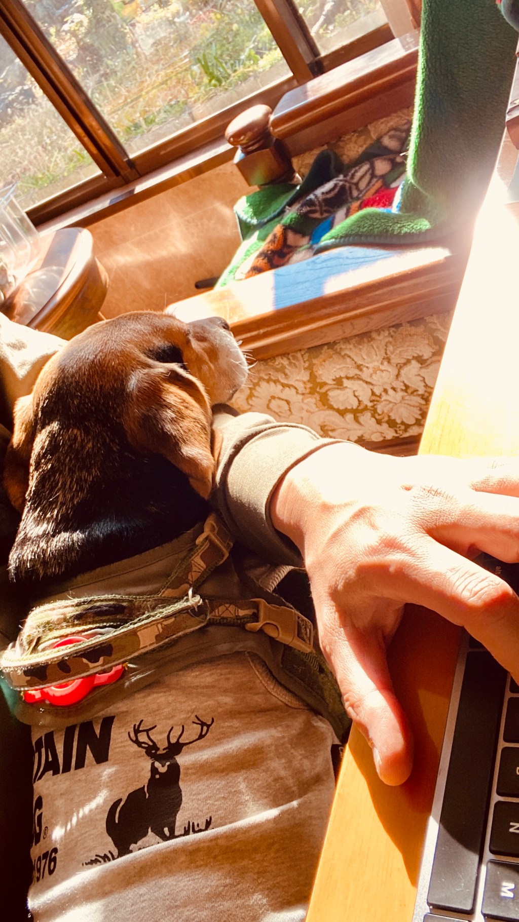 Beagle With Zero&nbsp;Shame