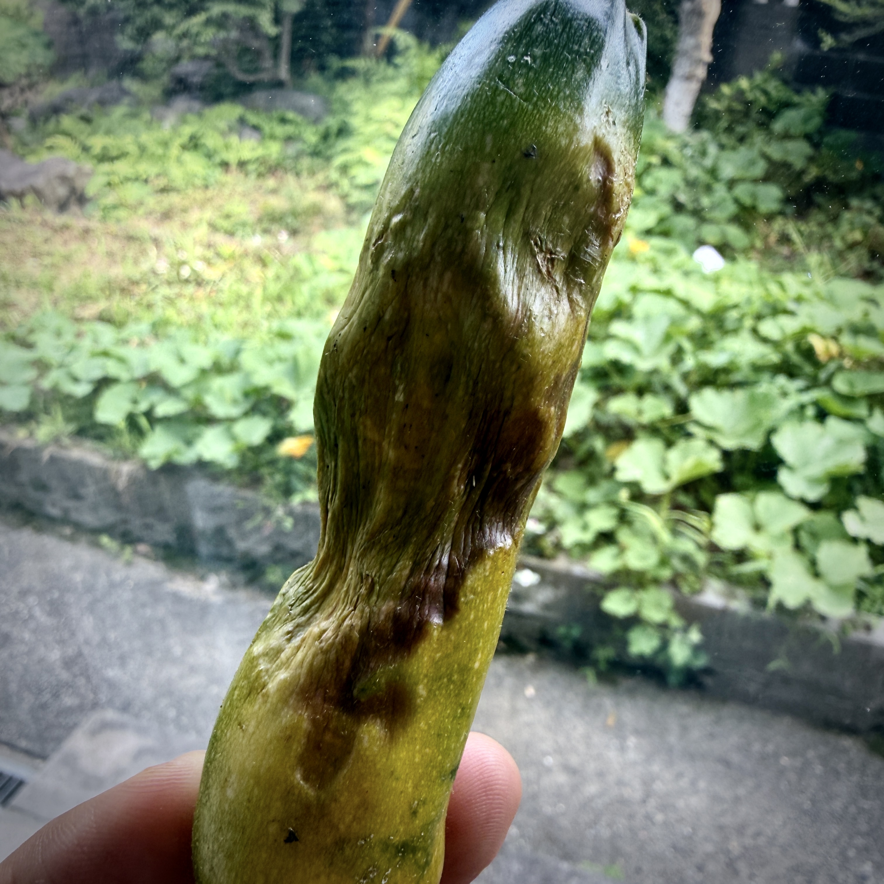 Every Vegetable Is a Lesson