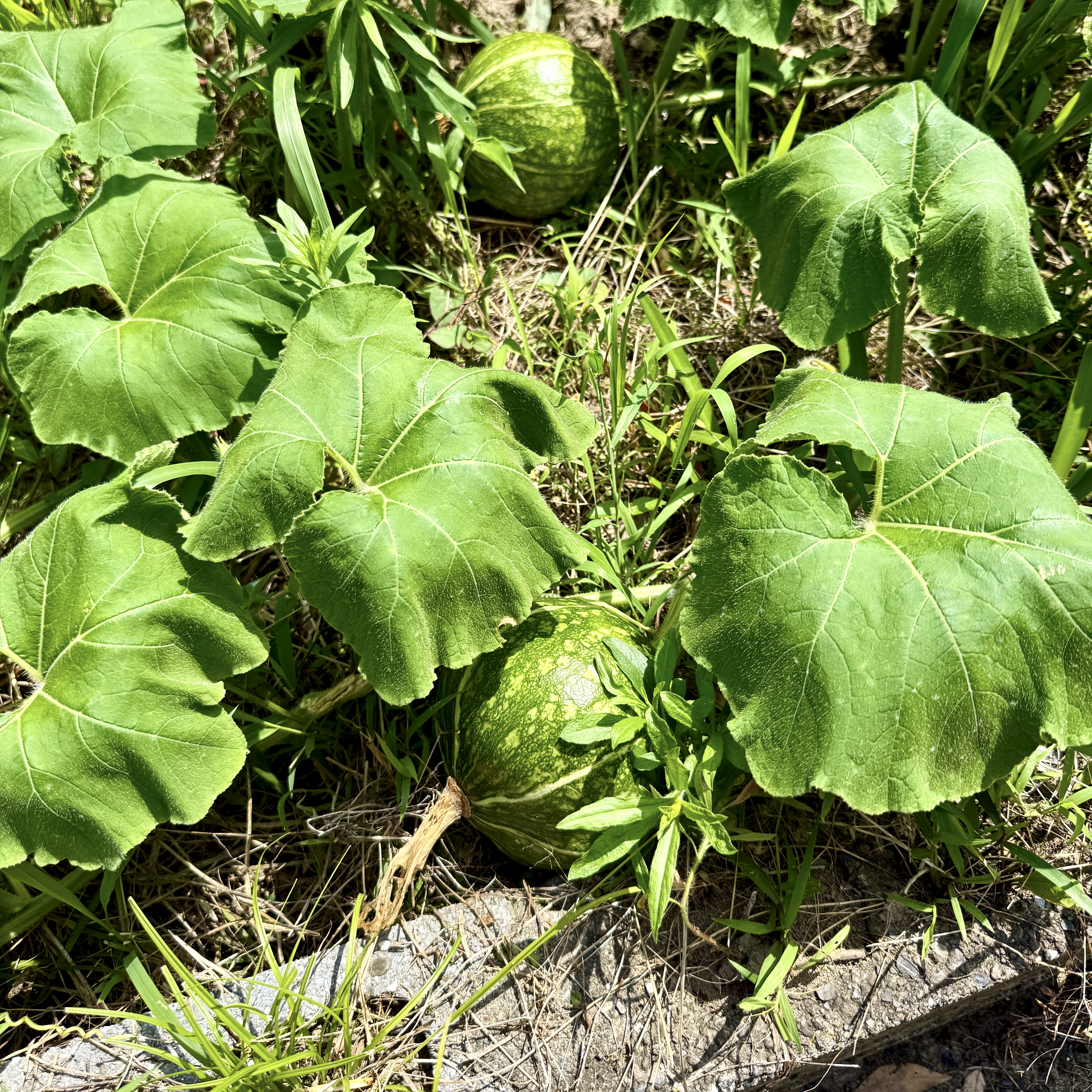 Hidden Pumpkins