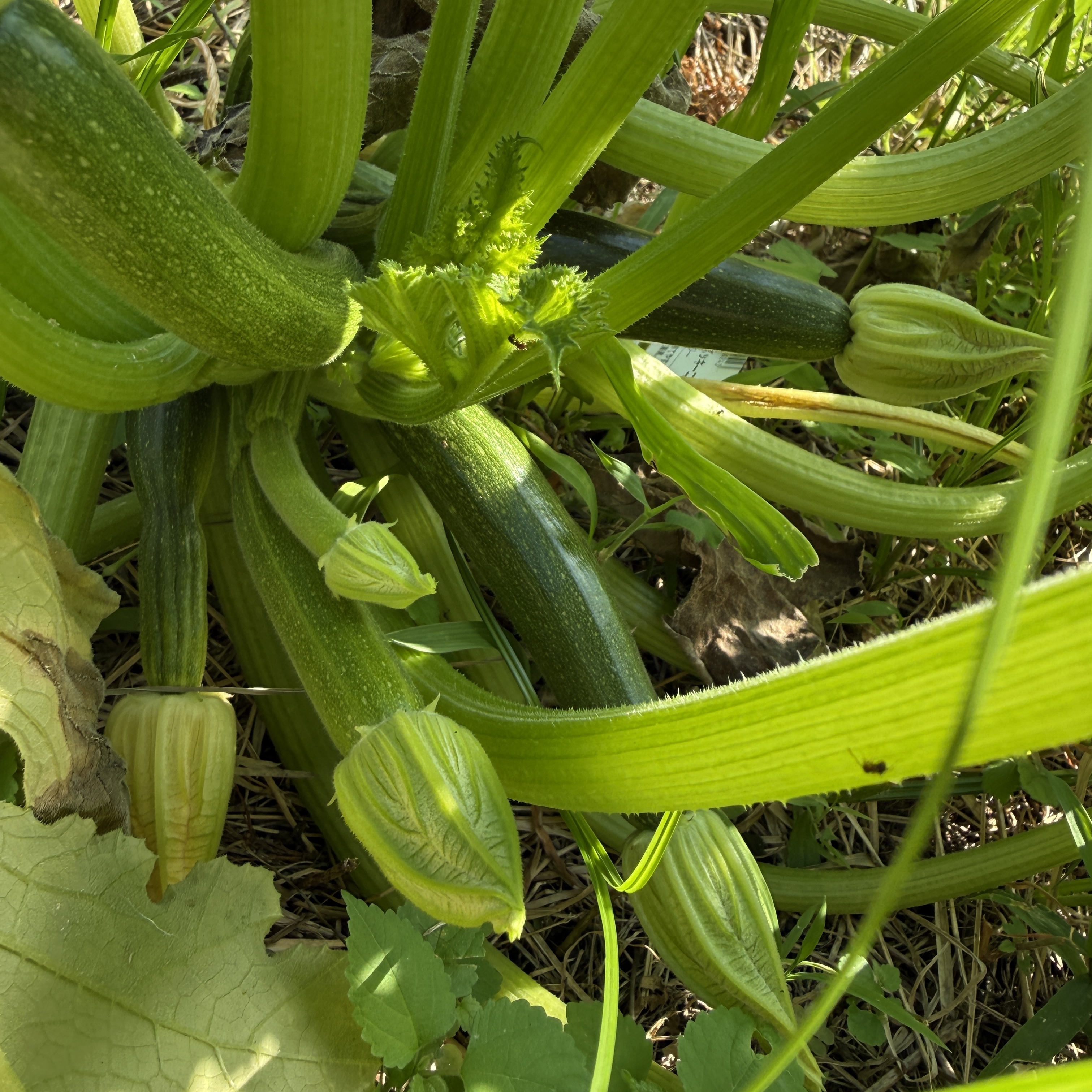 Appreciating Growth